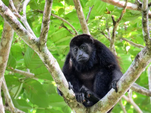 Costa Rica Wildlife: Howler monkey