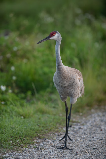 Sandhill crane (Grus canadensis,) walking on path at Circle B Bar Reserve, Florida