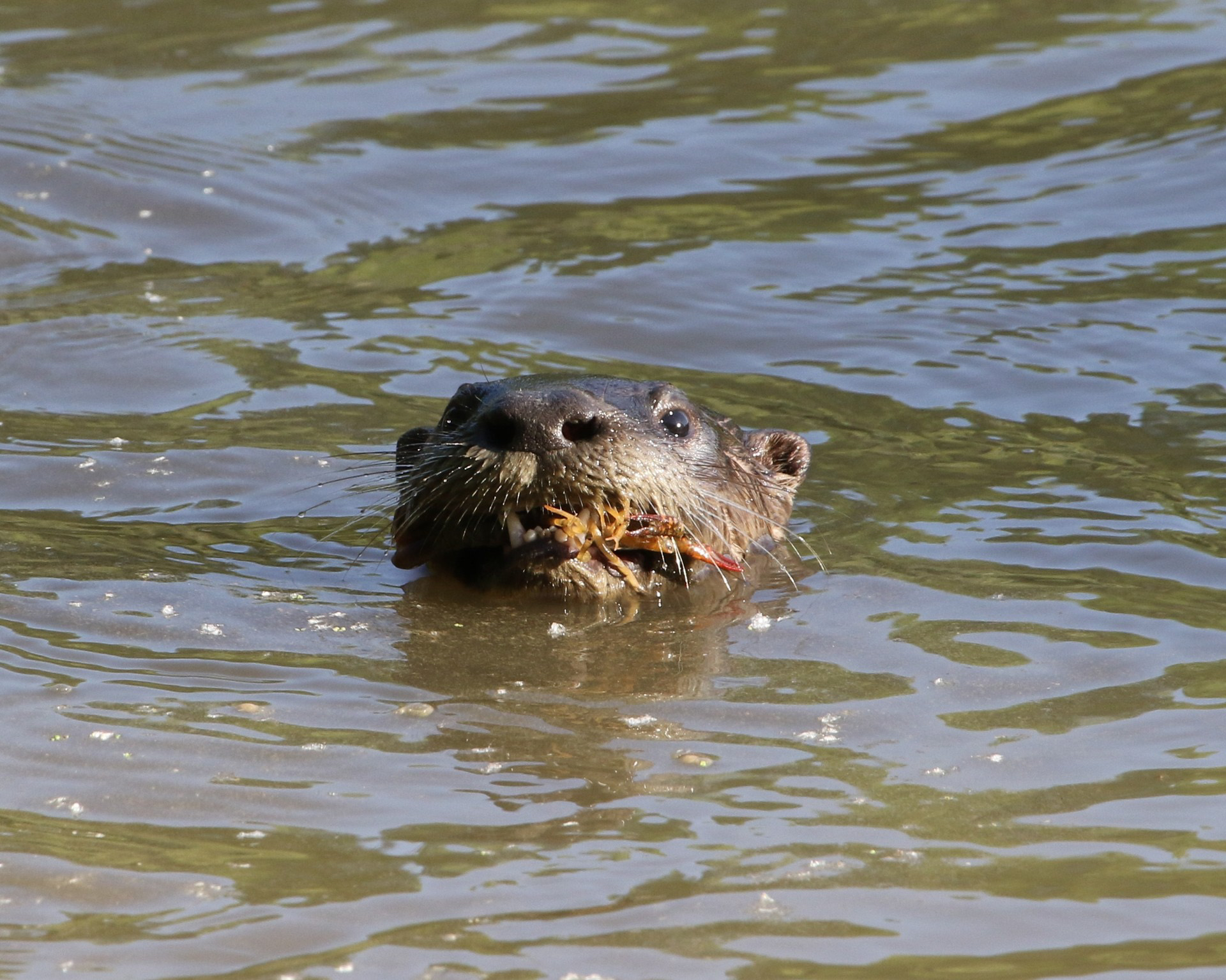 Outdoor Tips from Texas Parks & Wildlife magazine: Mammal Monday