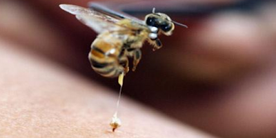 Το δηλητήριο της μέλισσας και οι θεραπευτική του δράση
