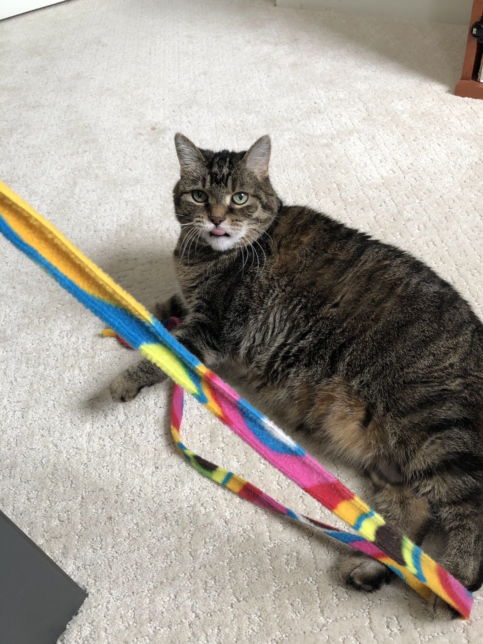 BLOBBY'S BLOG: Shake