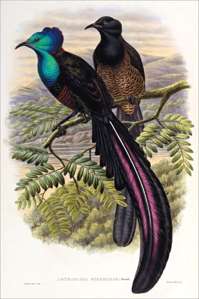 Ornitologia Arte Conceitual