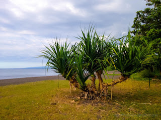 Peaceful Tropical Beach With Pandanus Plants Grows On The Beach In The Dusk Sunshine At Umeanyar Village North Bali Indonesia