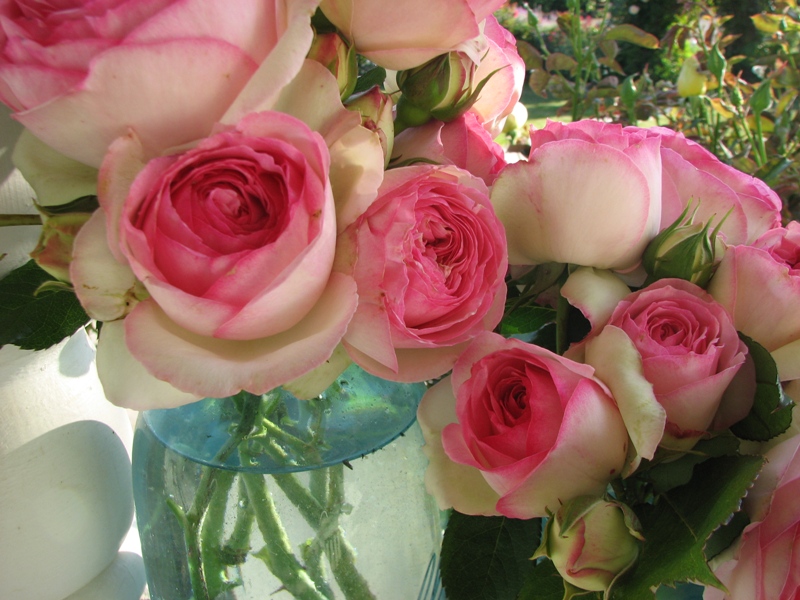 Rose Petals and Rust: fresh picked...