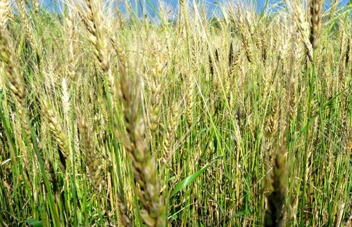 Experimental Theology: Parables: The Wheat and the Tares