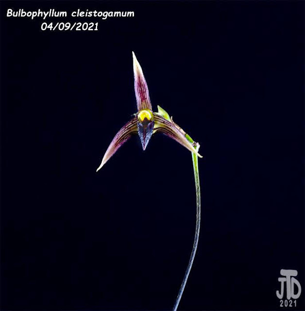 Bulbophyllum cleistogamum