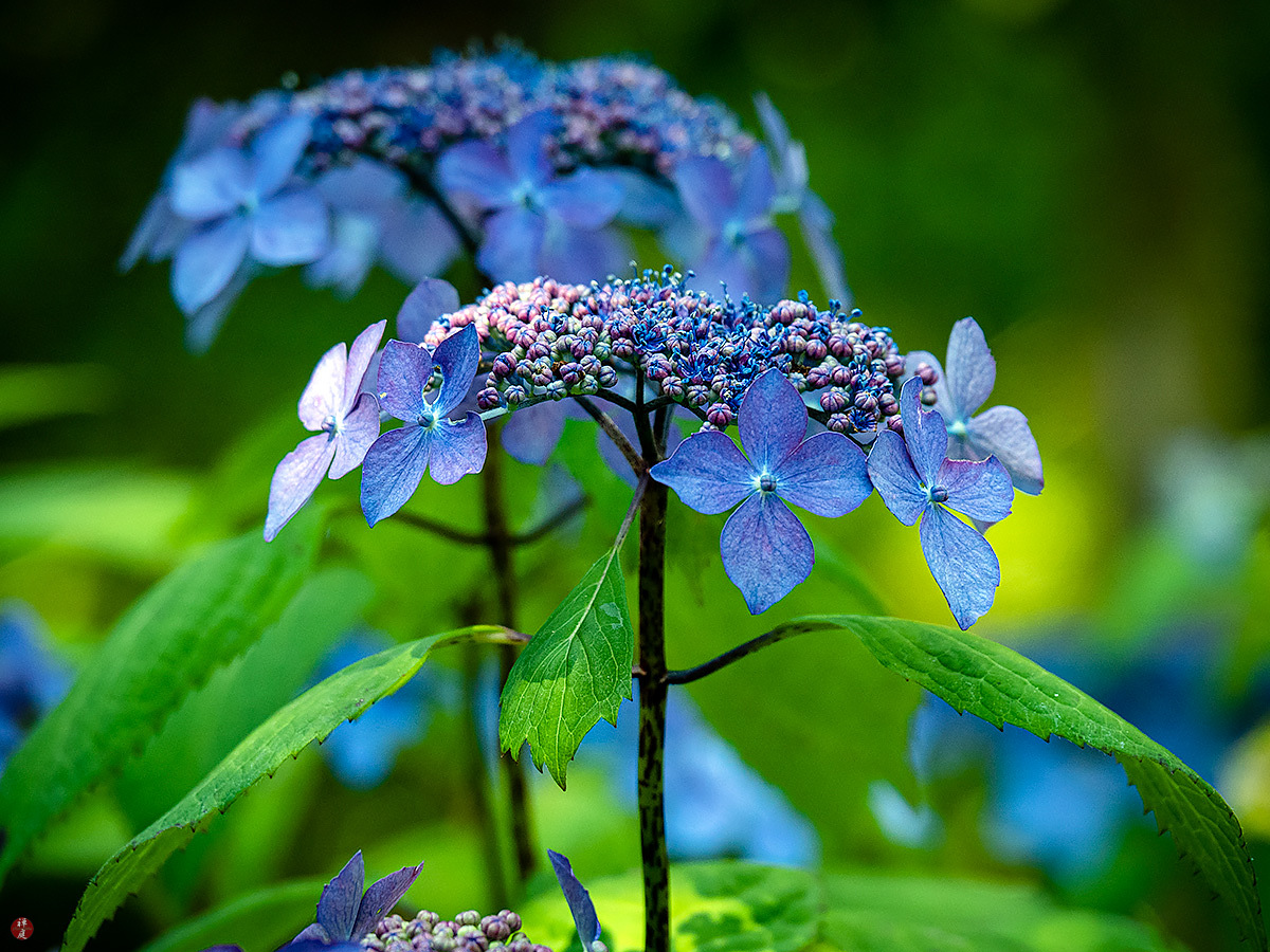 FROM THE GARDEN OF ZEN Ajisai (Hydrangea macrophylla) flowers Kita