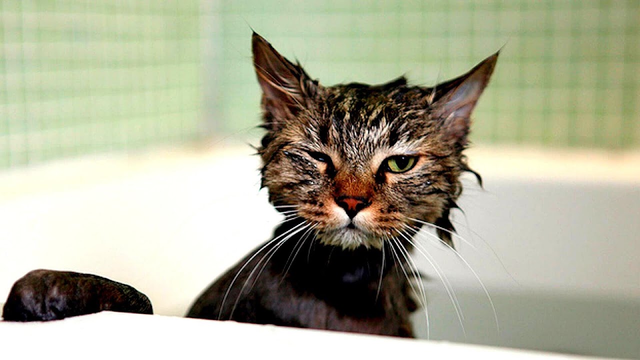 How To Control Pet Dander Pet choices