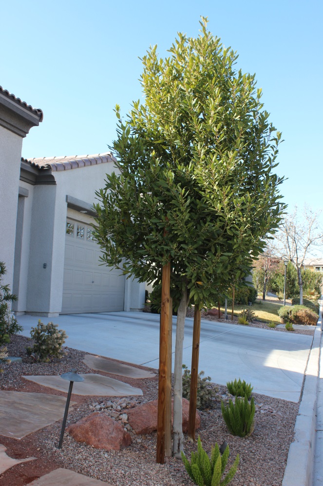 Xtremehorticulture of the Desert Desert Water Requirements for