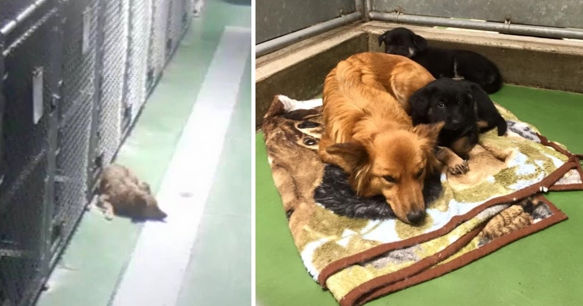 Caring Female Dog Escapes From Kennel To Comfort Two Scared Foster Puppies