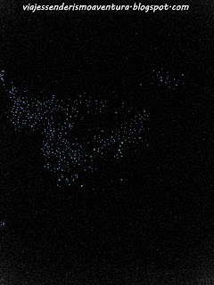 Cuevas de Waitomo - Glowworms Cuevas de Waitomo - Glowworms