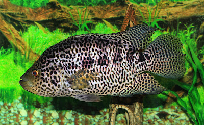 American Cichlid ini yaitu merupakan sebutan bagi ikan jenis cichlid yang berasal dari Be Jenis Ikan Hias American Cichlid