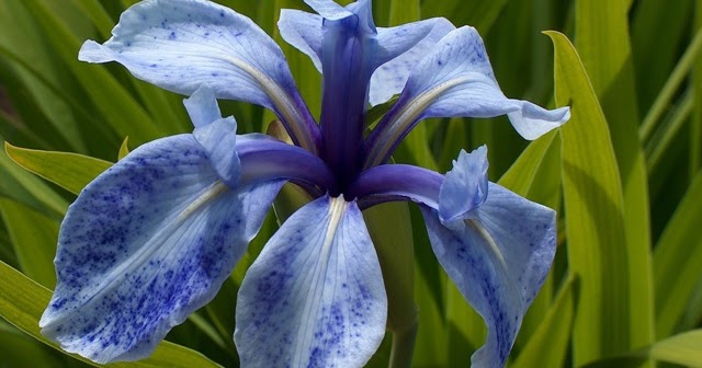 World of Irises: 2019 Founders of SIGNA Medal