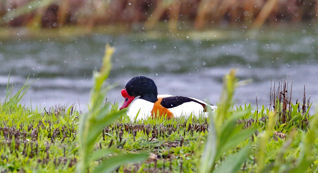 Tarro blanco macho - Laguna de Aclimatación - Tablas de Daimiel