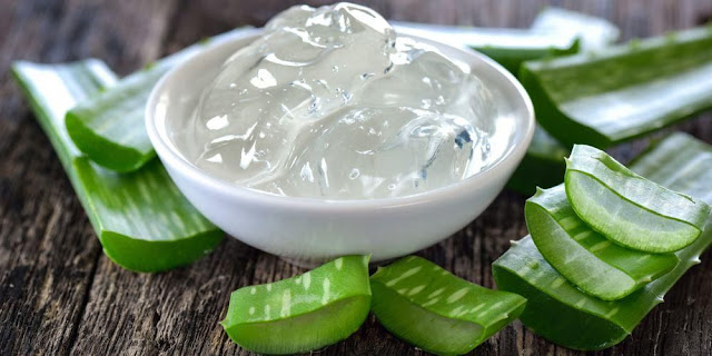 Efek Samping Lidah Buaya Untuk Rambut Efek Samping Lidah Buaya Untuk Rambut