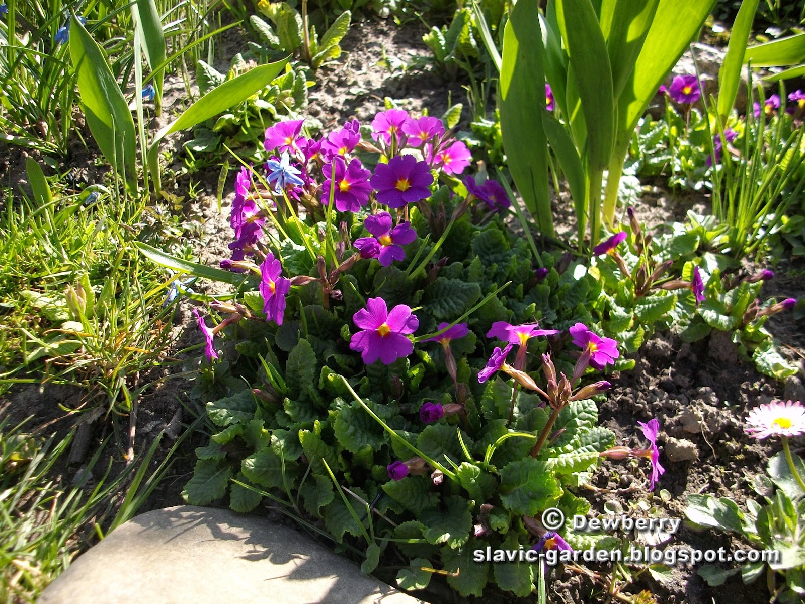 Slavic Garden - Słowiański Ogród: Primroses and pansies // Bratki i ...