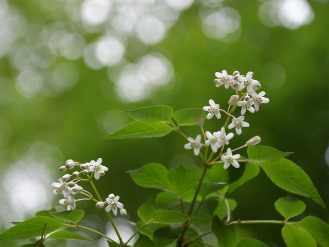 花を持つつる性植物 - トケイソウ (Passiflora caerulea)