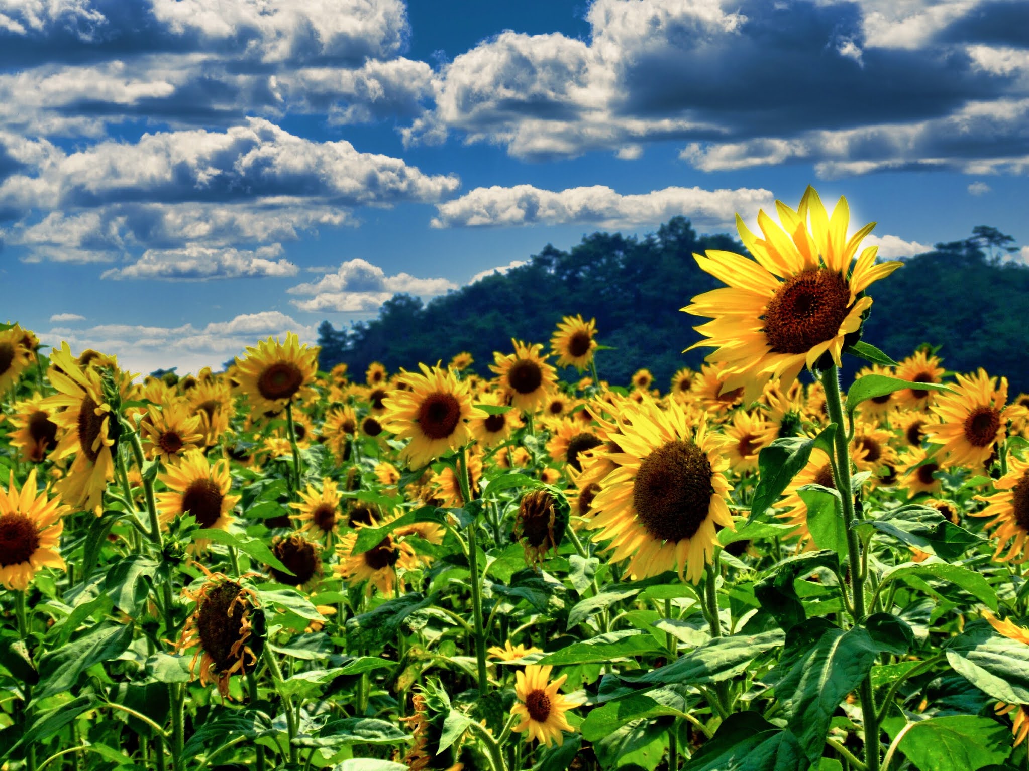 青空 黄色い向日葵（ヒマワリ） ひまわり写真素材 Luminar AI blue sky,yellow sunflower,photo stock,Van Gogh's sunflower