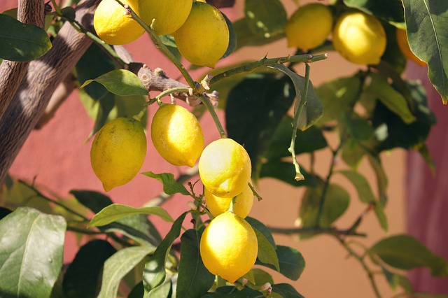 lemon tree