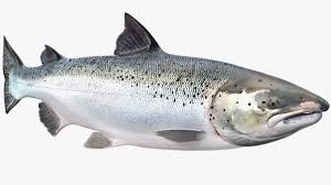 Ikan salmon hidup di air apa