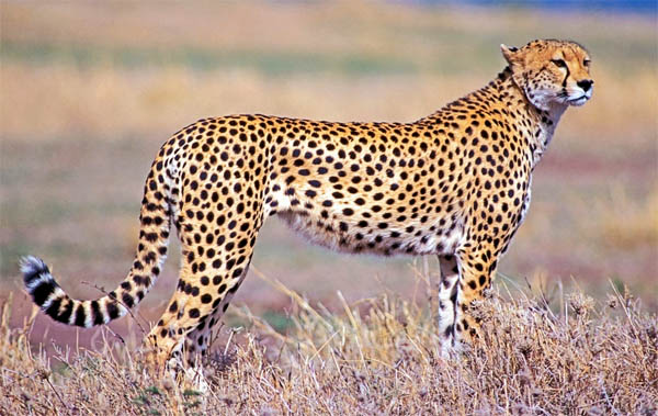 Perbedaan antara Cheetah, Jaguar, & Macan Tutul | RE Tawon