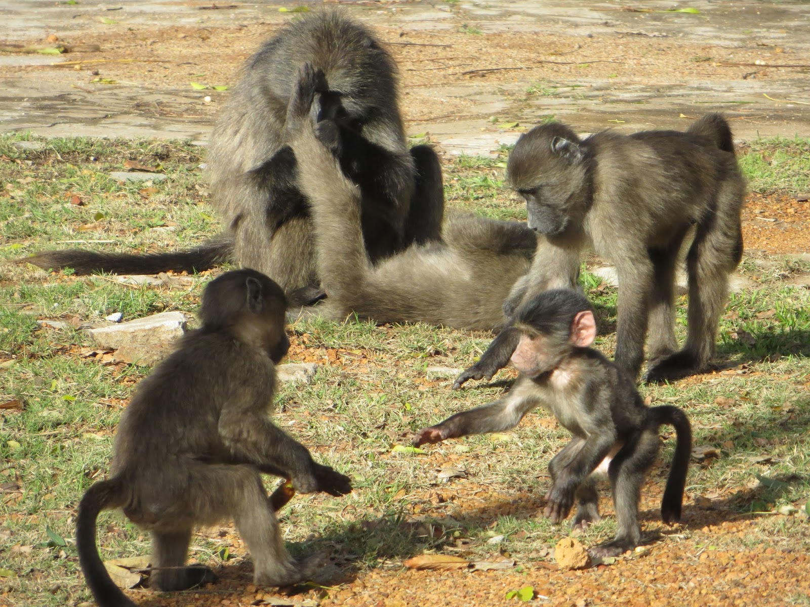 The Adventures of an Aspiring Primatologist: Chacma Baboon Behavior