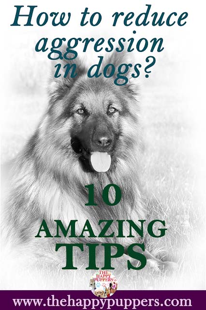 How to calm an aggressive dog? How to calm an aggressive dog?