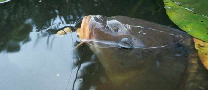 Ingin Mancing Dapat Ikan? Ini Dia Tekhnik Cara Mancing Ika Patin yang Benar