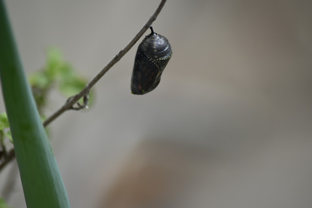 Monarch Chrysalis- butterfly ready to emerge 