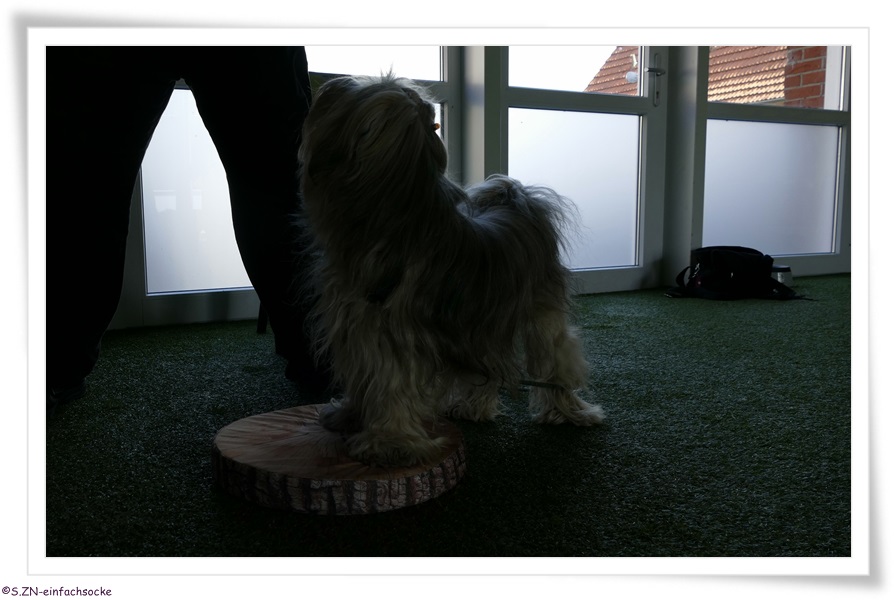 bodentarget hund