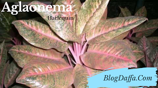 Aglonema Harlequin Aglonema Harlequin