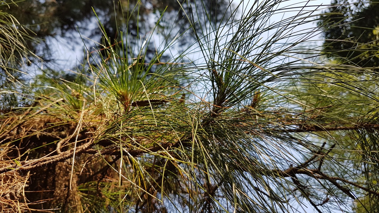 Daun Pinus  merkusii