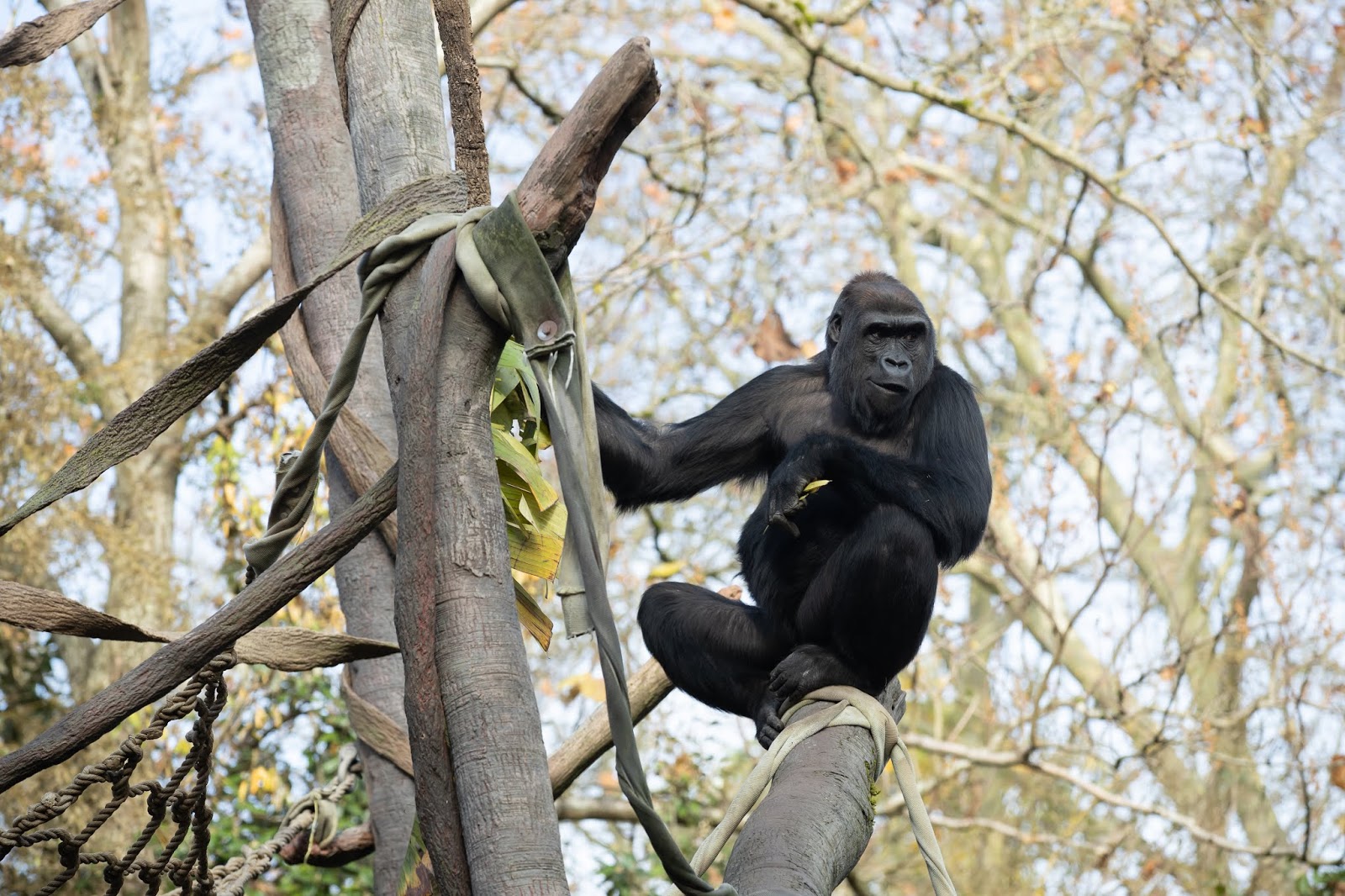 An inside look at gorilla groups in the making
