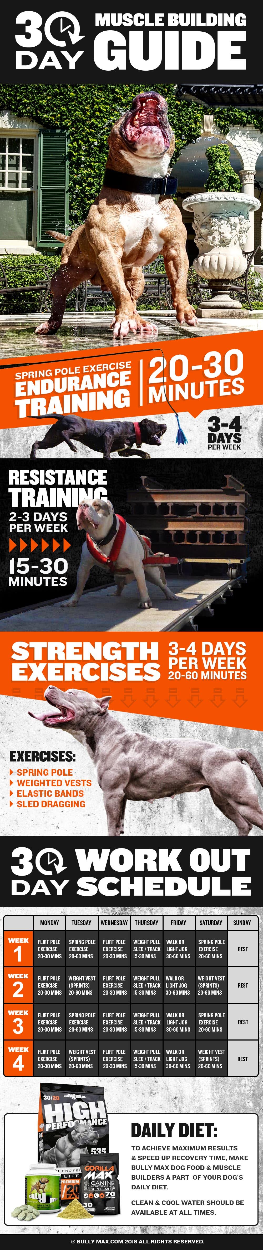 The 30 Day Guide Dog Muscle Building Workouts 