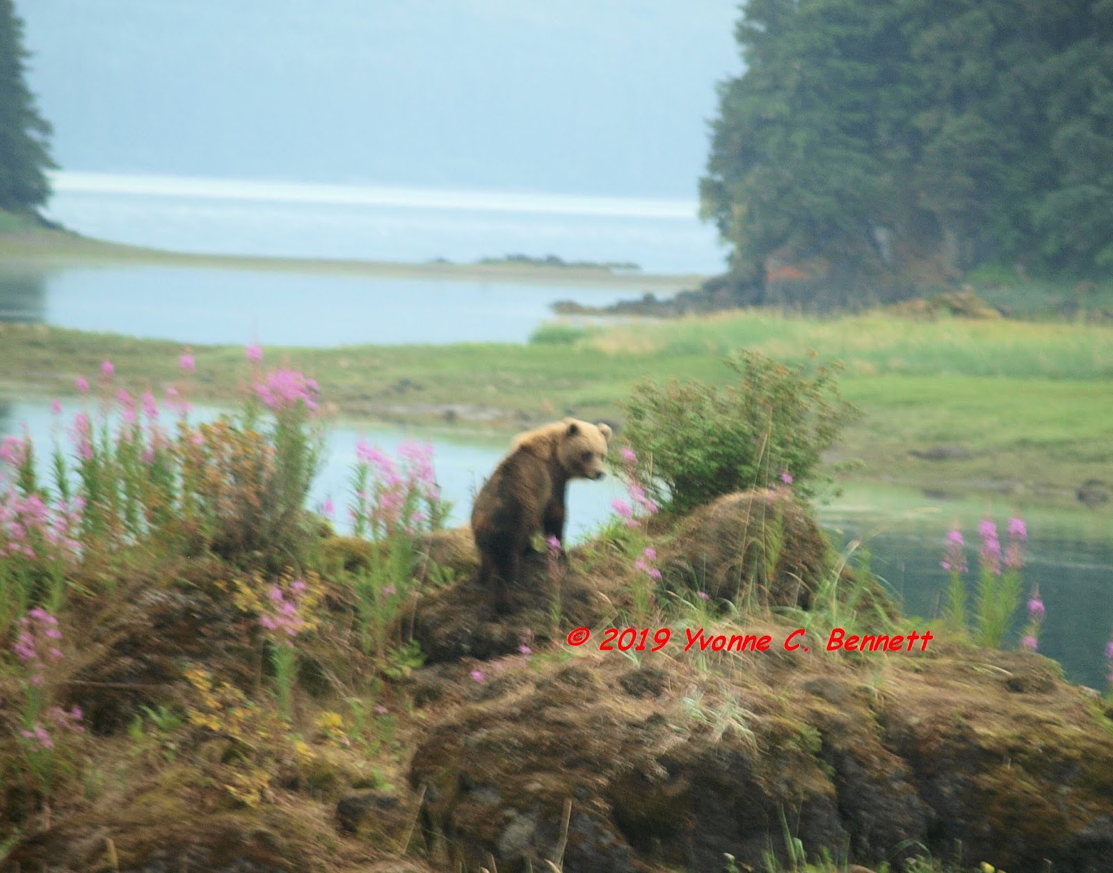 Alaska's Inside Passage Day Trip to Hoonah (July 11th)