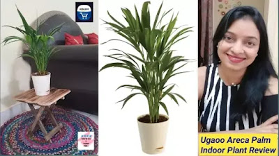 ugaoo areca palm indoor plant amazon review, ugaoo review, ugaoo air purifier plant