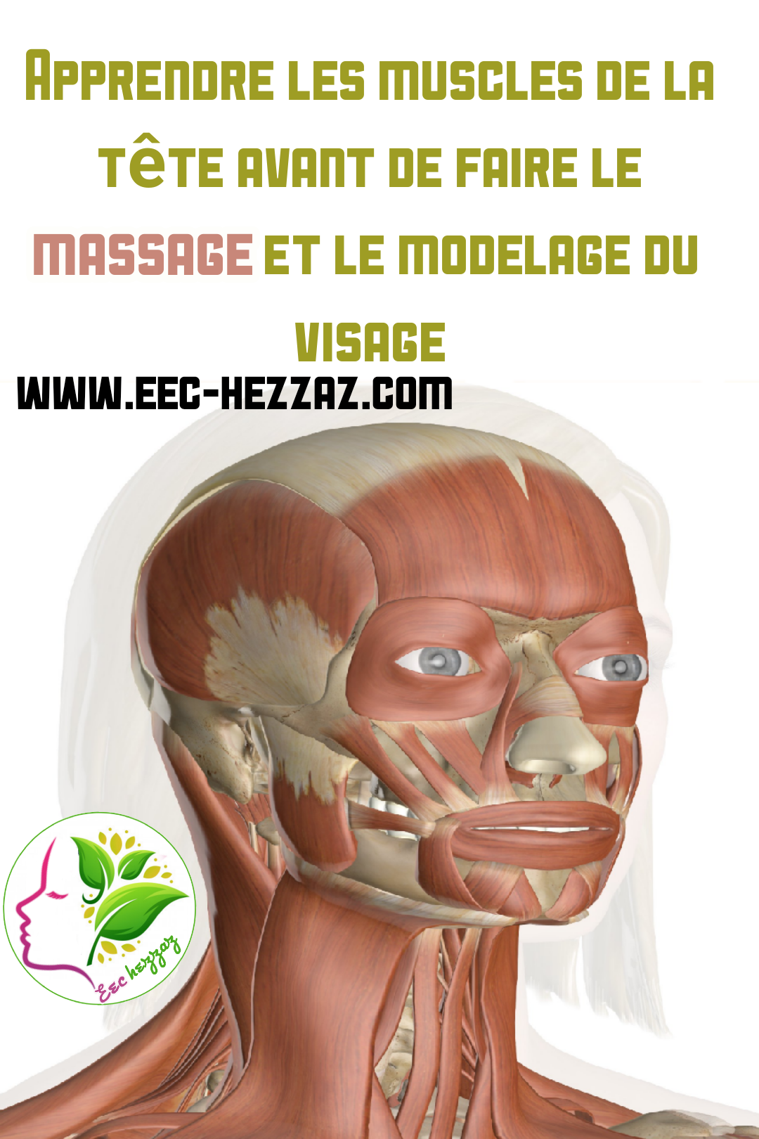 Apprendre les muscles de la tête avant de faire le massage et le modelage du visage