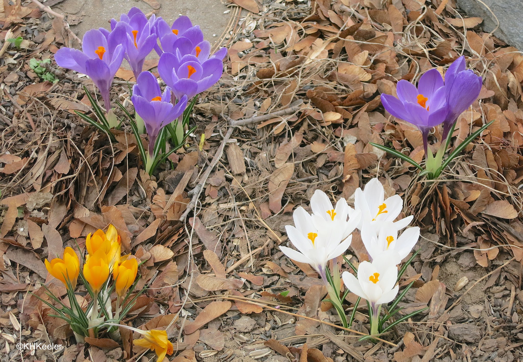 A Wandering Botanist Plant StoryCrocuses, Signs of Spring