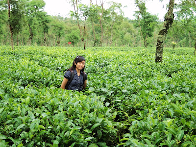 kebun teh