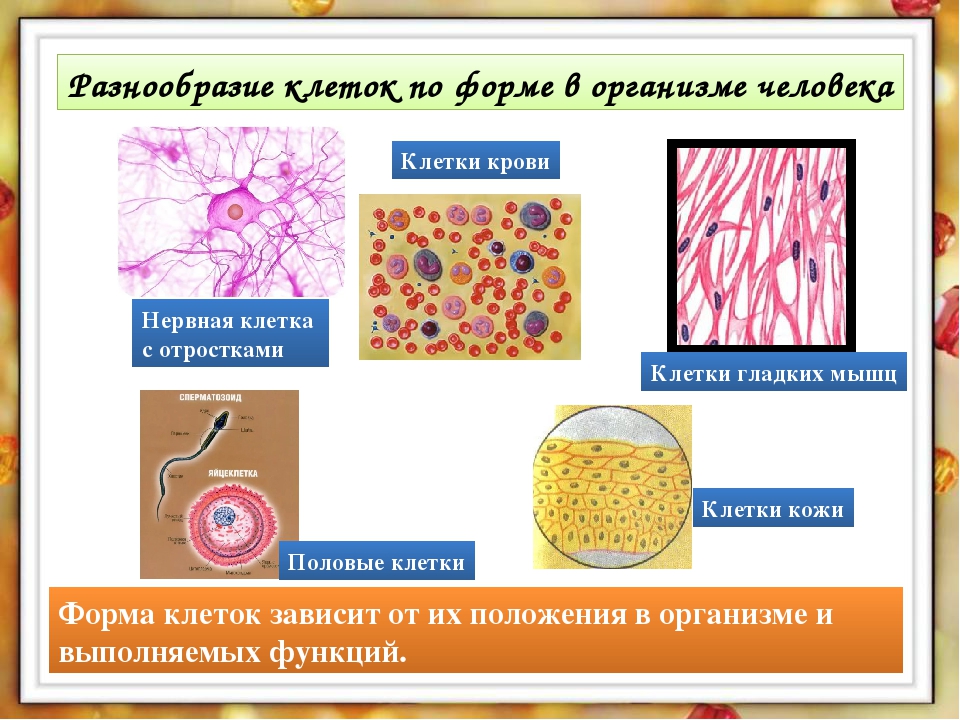 клетки и ткани человека биология 8 класс. эпителиальная ткань егэ биология. какие бывают ткани клеток. какие бывают ткани клеток. строение клетки ткани.