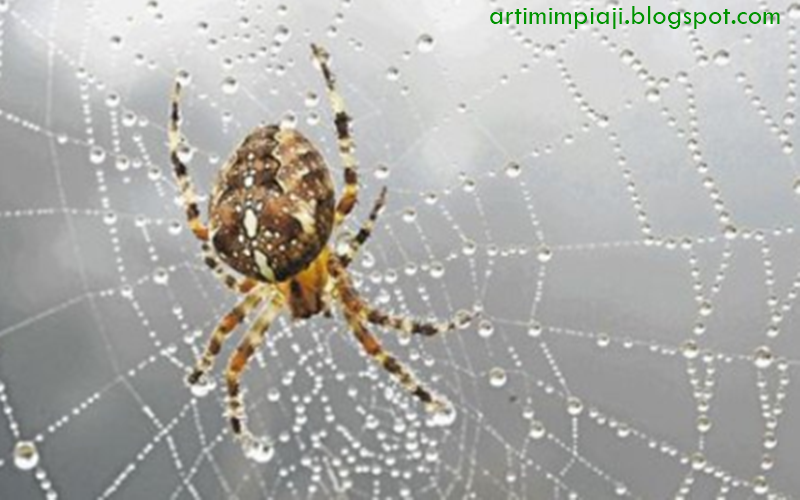 20 Arti Mimpi Tentang Hewan Laba Laba Menurut Primbon Jawa Dan Islam Arti Mimpi 20 Arti Mimpi Tentang Hewan Laba Laba Menurut Primbon Jawa Dan Islam Arti Mimpi