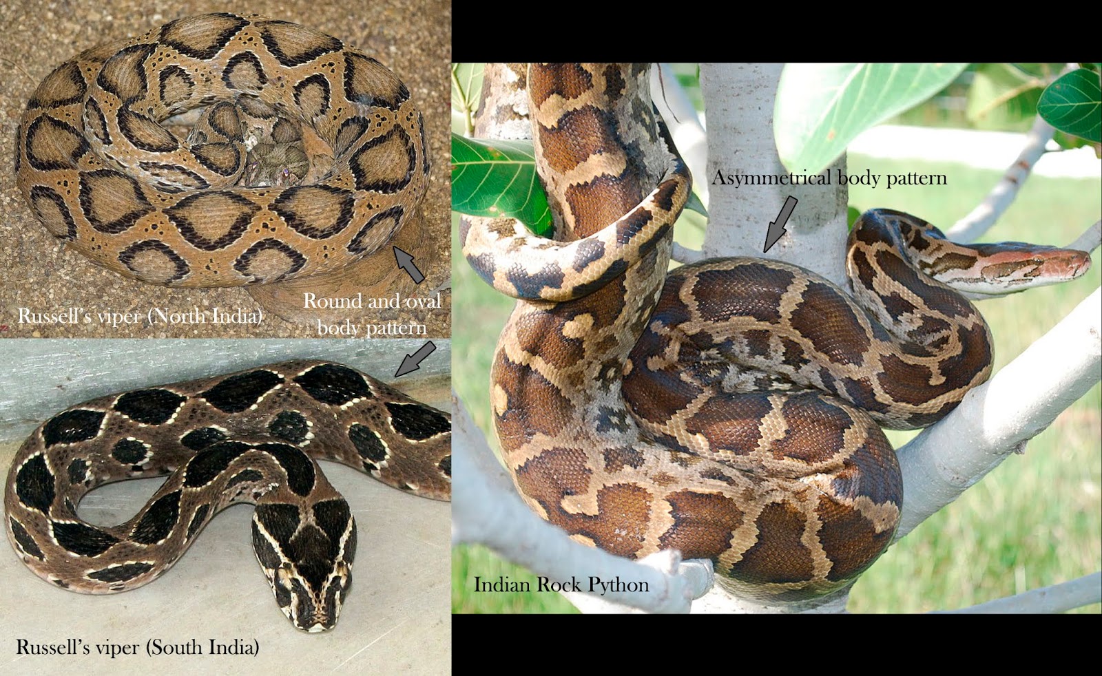 Python Vs Viper