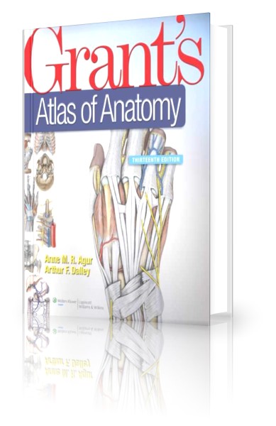 Surgery Made Easy Grant’s Atlas Of Anatomy 13th Edition Pdf