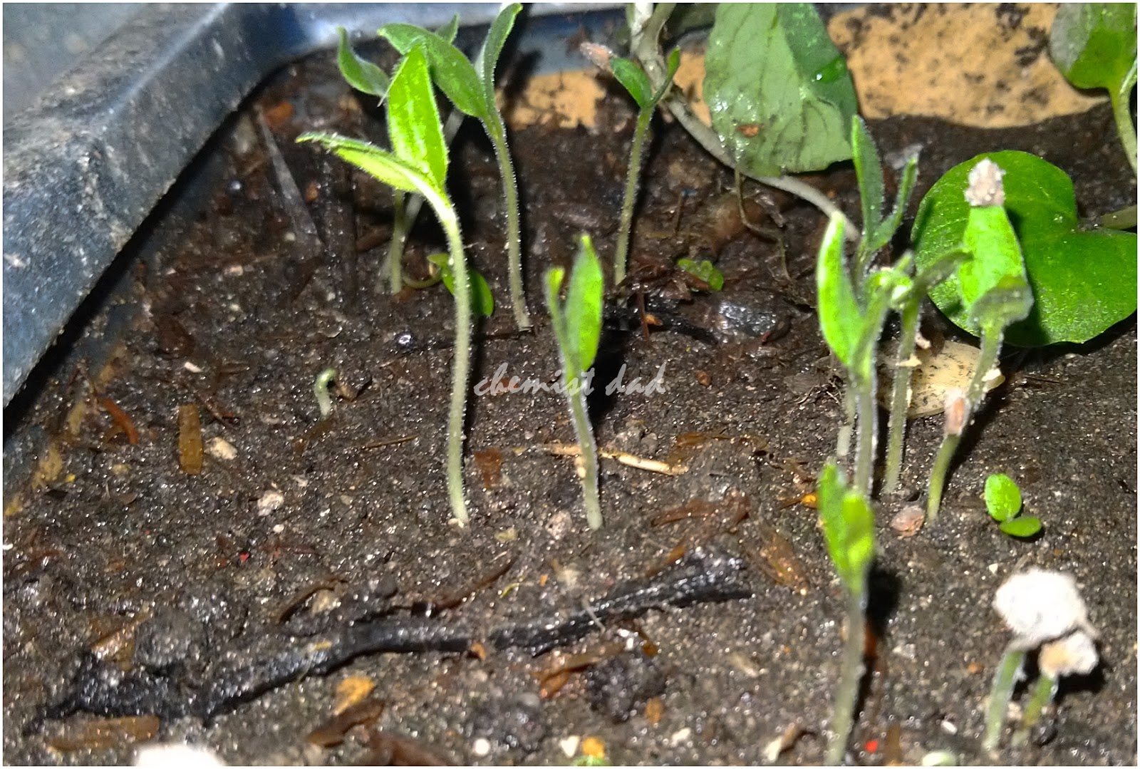 Urban Gardening Direct and Indirect Seeding