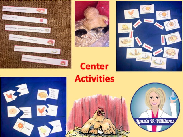 All about chickens chicken life cycle