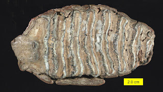 Mammuthus Tooth Surface Pleistocene Ohio