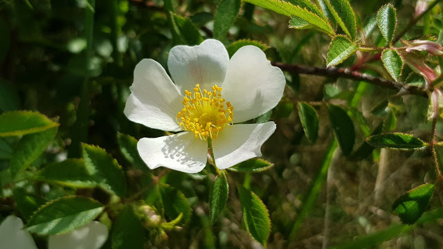 Rosa Canina - Rosal silvestre