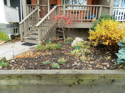 Greenwood-Coxwell Toronto Fall Cleanup Front Yard After by Paul Jung Gardening Services--a Toronto Organic Gardening Company Greenwood-Coxwell Toronto Fall Cleanup Front Yard After by Paul Jung Gardening Services--a Toronto Organic Gardening Company