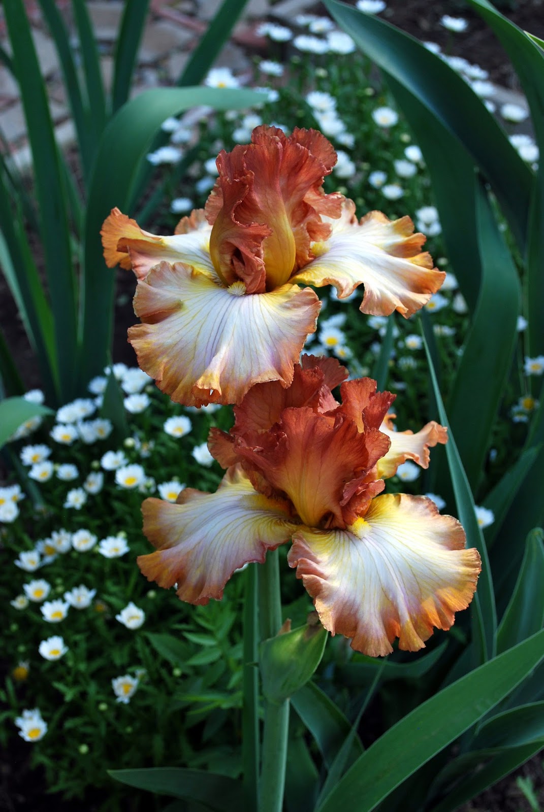 world-of-irises-scottish-reel-dances-in-the-garden