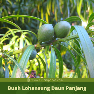 Ciri Ciri Buah Lohansung Daun Panjang